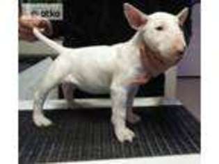Bull Terrier Puppy for sale in Boston, MA, USA