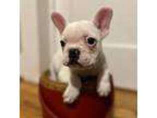 French Bulldog Puppy for sale in Mount Airy, NC, USA