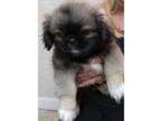 Pekingese Puppy for sale in Sioux City, IA, USA