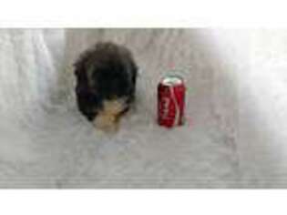 Havanese Puppy for sale in Douglas, GA, USA