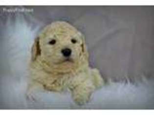 Mutt Puppy for sale in Red Oak, TX, USA