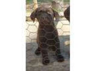 Labrador Retriever Puppy for sale in Wisconsin Rapids, WI, USA