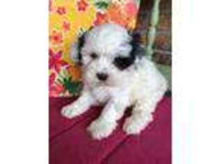 Shih-Poo Puppy for sale in Baileyville, KS, USA