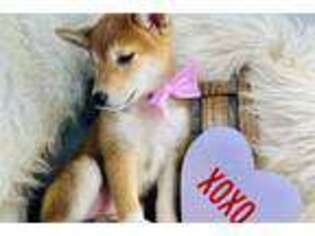 Shiba Inu Puppy for sale in Boise, ID, USA