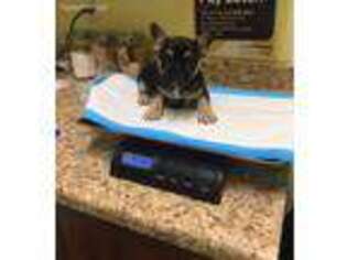 French Bulldog Puppy for sale in Wildomar, CA, USA