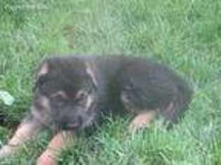 German Shepherd Dog Puppy for sale in Nampa, ID, USA