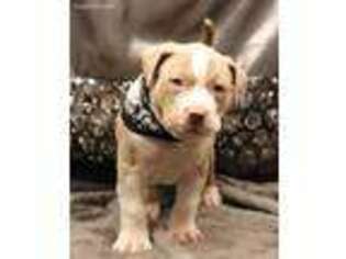 Mutt Puppy for sale in Blue Mound, IL, USA