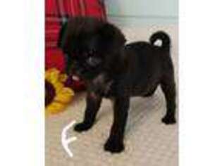 Pug Puppy for sale in Dexter, KS, USA