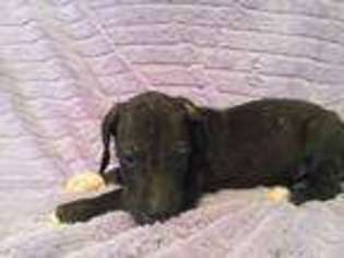 Great Dane Puppy for sale in Round Rock, TX, USA