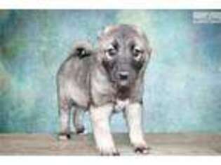 Norwegian Elkhound Puppy for sale in Saint George, UT, USA