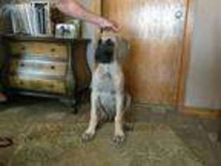 Great Dane Puppy for sale in Jeffers, MN, USA