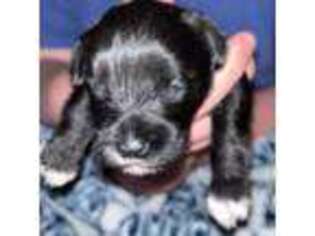 Mutt Puppy for sale in Gresham, OR, USA