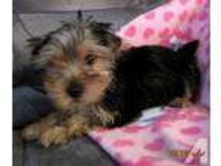 Yorkshire Terrier Puppy for sale in GREAT BEND, PA, USA