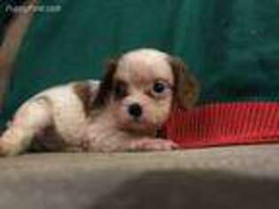 Cavalier King Charles Spaniel Puppy for sale in Carlton, GA, USA