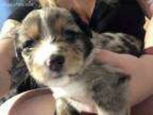 Miniature Australian Shepherd Puppy for sale in Johnstown, PA, USA