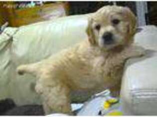 Goldendoodle Puppy for sale in Defiance, OH, USA