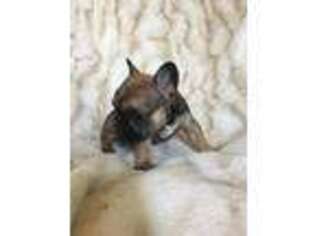 French Bulldog Puppy for sale in Brandywine, MD, USA