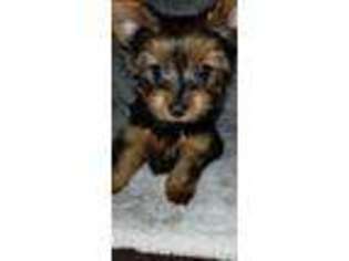 Yorkshire Terrier Puppy for sale in Stamford, CT, USA