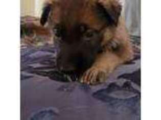 German Shepherd Dog Puppy for sale in Branchville, NJ, USA