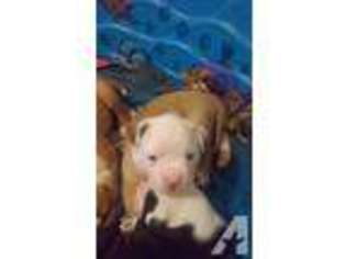American Bulldog Puppy for sale in AUBURN, MI, USA