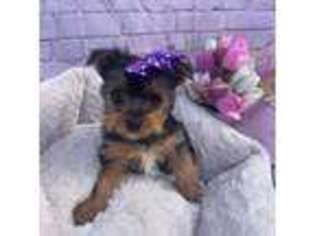 Yorkshire Terrier Puppy for sale in Niantic, CT, USA