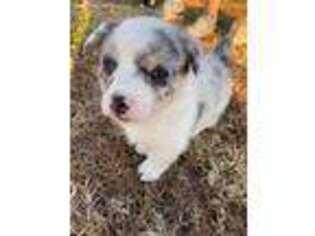 Pembroke Welsh Corgi Puppy for sale in Saint Mary, MO, USA