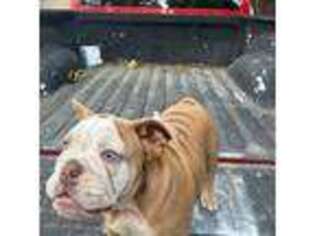 Bulldog Puppy for sale in Bellflower, CA, USA