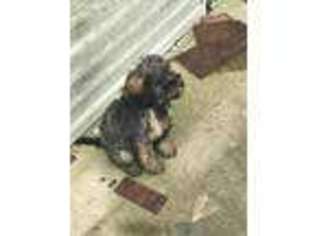 Labradoodle Puppy for sale in Linn, MO, USA
