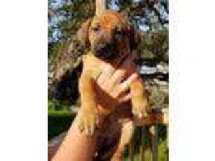 Rhodesian Ridgeback Puppy for sale in Winston, OR, USA