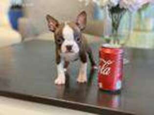 Boston Terrier Puppy for sale in Lawrenceville, GA, USA
