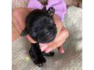 Mutt Puppy for sale in Mount Airy, NC, USA