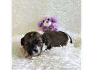 Shorkie Tzu Puppy for sale in Dade City, FL, USA