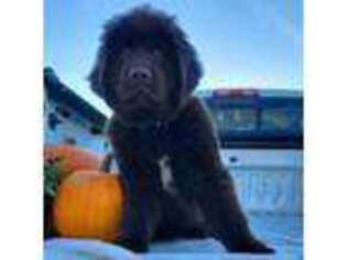 Newfoundland Puppy for sale in Chaska, MN, USA
