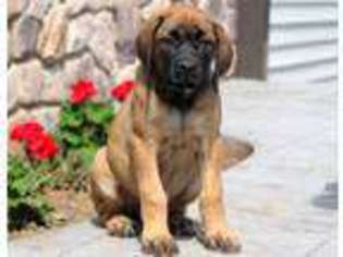 Mastiff Puppy for sale in Christiana, PA, USA