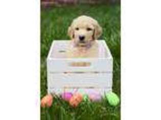 Goldendoodle Puppy for sale in Knightdale, NC, USA