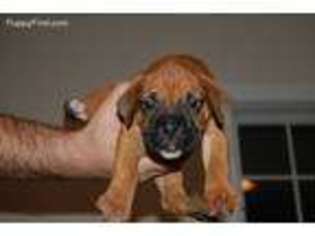 Boxer Puppy for sale in Kearneysville, WV, USA