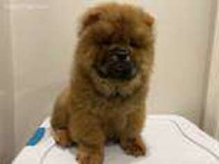 Chow Chow Puppy for sale in Jersey City, NJ, USA