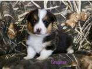 Pembroke Welsh Corgi Puppy for sale in Waupaca, WI, USA