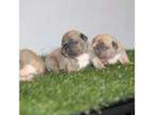 French Bulldog Puppy for sale in Cypress, CA, USA