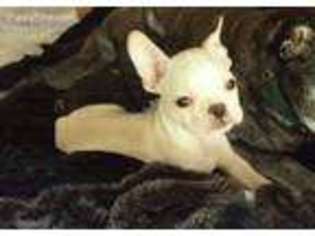 French Bulldog Puppy for sale in Spring Grove, IL, USA