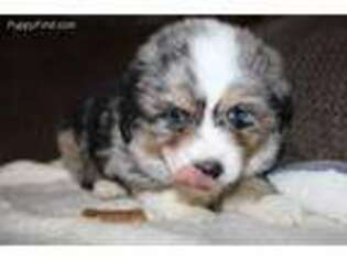Australian Shepherd Puppy for sale in Springville, TN, USA