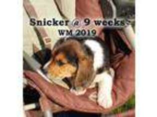 Beagle Puppy for sale in Shipshewana, IN, USA