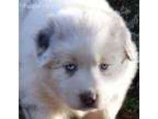 Australian Shepherd Puppy for sale in Falcon, MO, USA