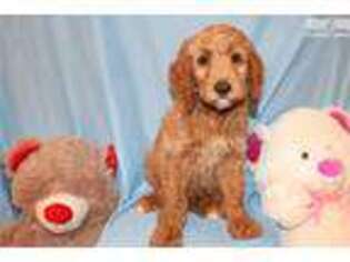 Goldendoodle Puppy for sale in Greensboro, NC, USA