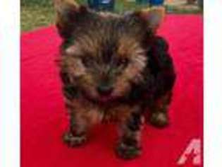 Yorkshire Terrier Puppy for sale in PEYTON, CO, USA