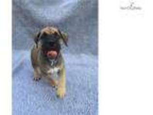 Boerboel Puppy for sale in Lafayette, IN, USA