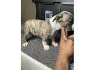 Mutt Puppy for sale in Tinley Park, IL, USA