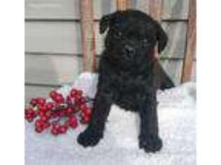 Pug Puppy for sale in Bethel, PA, USA