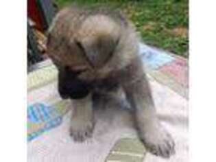German Shepherd Dog Puppy for sale in French Lick, IN, USA