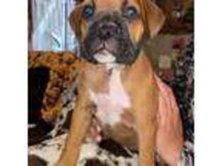 Boxer Puppy for sale in Punta Gorda, FL, USA